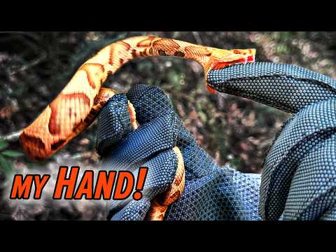 BITTEN by a Venomous Snake! thumbnail