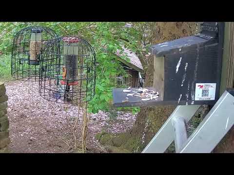 More Live Nature Live Stream thumbnail