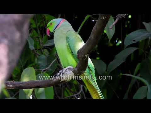 Male Rose-ringed Parakeet preening in Wilderness Orchard thumbnail