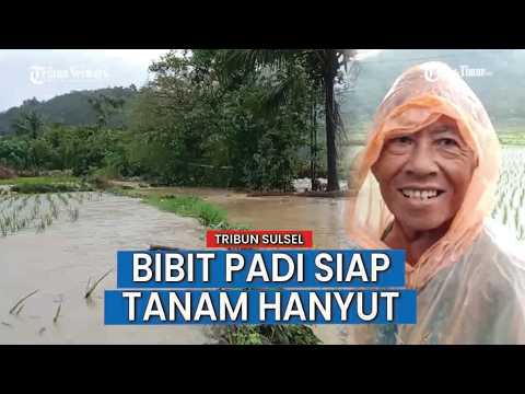 Hujan Deras, Sawah Petani di Desa Kading Barru Terendam Banjir thumbnail