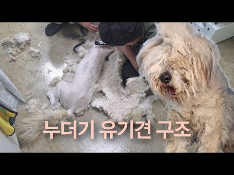 최악의 누더기 유기견을 구조했습니다. thumbnail