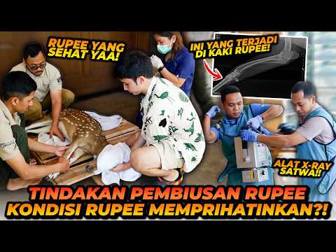 KAKI RUPEE PINCANG! ALSHAD DAN TIM MELAKUKAN PENINDAKAN MEDIS DAN INI PENYEBABNYA! thumbnail