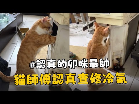 貓咪師傅認真查修冷氣　手臂肌肉線條全炸出來 thumbnail