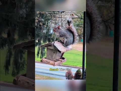 🐦 #Hacks #Squirrel#usa #didyouknow #MindBlown thumbnail