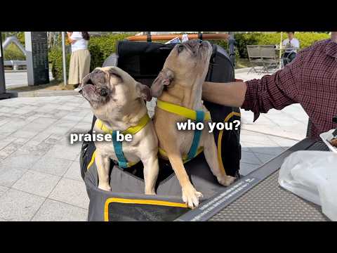 How Will My Dogs React To Meeting An Overseas Fan For The First Time? thumbnail