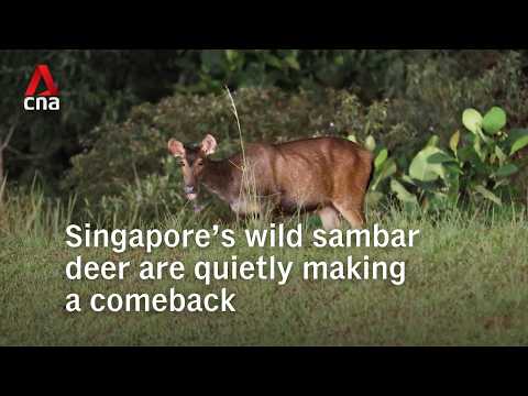 Singapore’s wild sambar deer are quietly making a comeback thumbnail