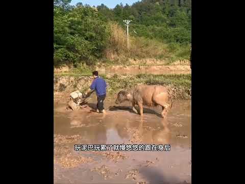 别的牛都在田间地头耕地，唯独它开启了摆烂模式，真让同类羡慕！ #animals #主人 #动物救助 #寵物友善日常 #pets #搞笑 #感人壹幕 #科普 thumbnail