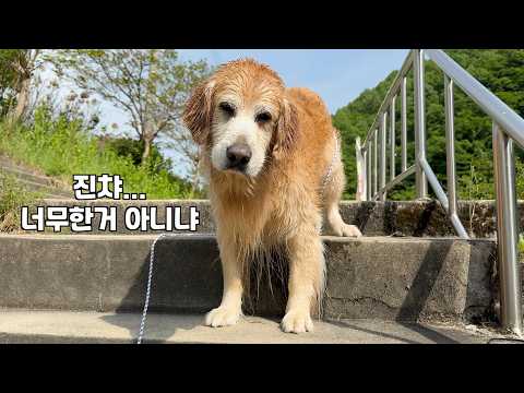 계곡에서 끙끙 우는 10살 리트리버가 얼마나 서러웠는지 감도 안오는 이유 thumbnail