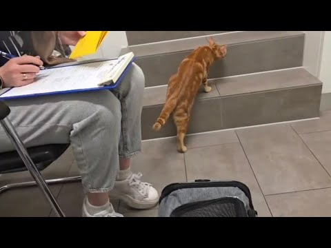 Loki war beim Tierarzt und es endete blutig  thumbnail