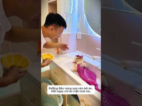 🐈 Mèo Đường Bảo Suýt Ăn Thịt Cá Đen? 🐟😱 thumbnail