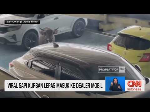 Viral Sapi Kurban Lepas Masuk ke Dealer Mobil thumbnail