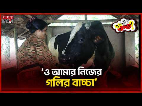 ১৫ লাখের 'রাজা মানিক', বিক্রি হলেই ভাঙতে হবে ঘরের দেয়াল! | Cattle market in Khulna | Dam Koto thumbnail