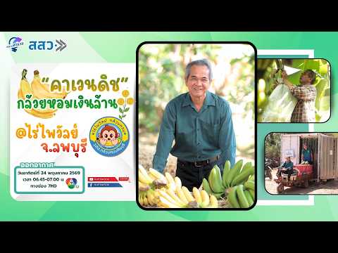 “คาเวนดิช” กล้วยหอมเงินล้าน @ไร่ไพวัลย์ จ.ลพบุรี | หนทางพารวย thumbnail