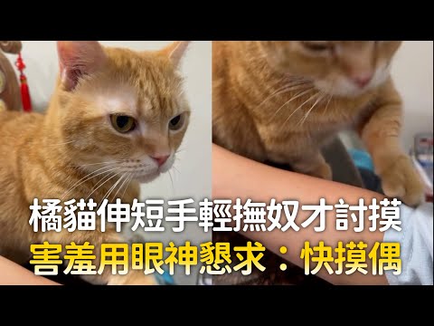 橘貓伸短手輕撫奴才討摸　害羞用眼神懇求：快摸偶 ｜#寵物雲 thumbnail