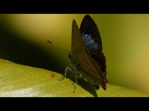 Sorrel Sapphire butterfly resting quietly on a green Himalayan leaf thumbnail