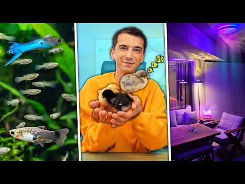 RGB Balkon Yaptım, Balıklarım Doğurdu, Civciv, Evde Çig köfte! (Haftalık Vlog) thumbnail