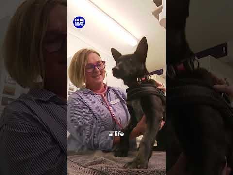 Meet 'Willy', the puppy born with a VERY rare condition | 9 News Australia thumbnail