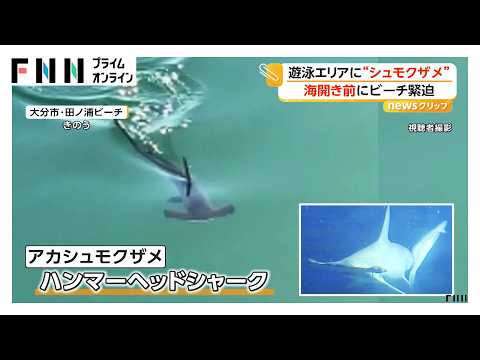遊泳エリアに“アカシュモクザメ”　海開き前にビーチ緊迫「絶対に近づいて捕まえないで」　大分市田ノ浦ビーチ（2026年05月19日） thumbnail