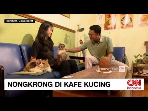 Asiknya Nongkrong di Kafe Kucing thumbnail