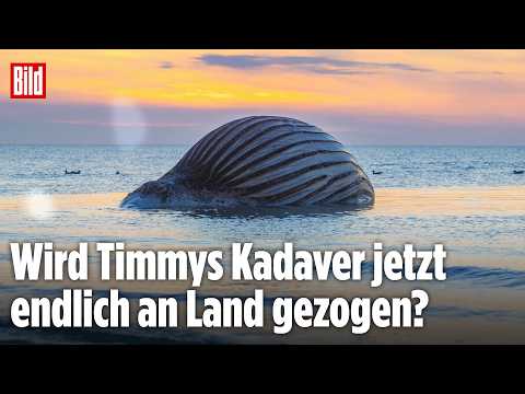 Neuer Bergungsversuch für Timmys Kadaver startet! Jetzt LIVE bei BILD thumbnail