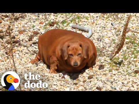 Massively Overfed Dachshund Gets A Second Chance At Life  | The Dodo thumbnail
