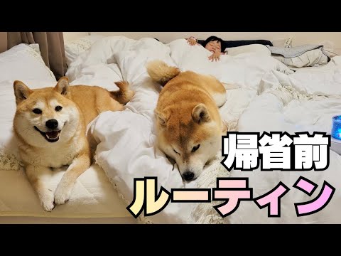 【実家帰省】２歳の娘＆柴犬たちとドタバタ１週間 thumbnail