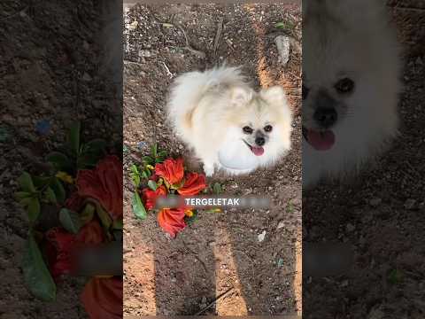 Anjing Ini Ternyata Tak Pernah Berniat Pergi thumbnail