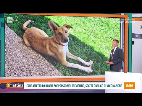 Cane soppresso per rabbia: vaccinazione obbligatoria per oltre 5 mila animali - Unomattina 01/06/202 thumbnail
