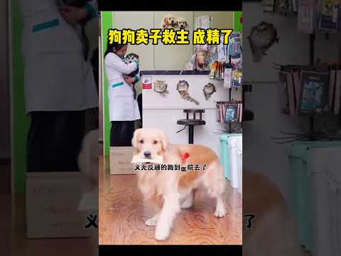 狗狗卖子救主，真是成精了！ #感人壹幕 #搞笑 #movie #影視解説 #大熱門 #科普 #影视聚焦 #film #精彩影视 thumbnail