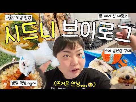 ??호주 펫시터 일상 끝,,,, 소이랑 눈물의 이별 브이로그૮(꒦ິཅ꒦ິ)ა • 샌드위치 맛집? • 현지인 추천 마라탕 • 강아지 용품 매장? • 기호성 최강 개껌? thumbnail