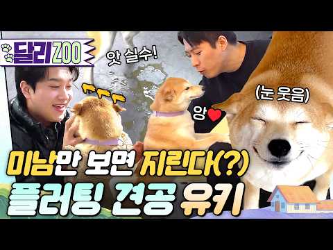 [🐕#달리ZOO] 잘생긴 사람만 보면 오줌을 싼다?! 못 말리는 미남 헌터 유키🐶 #TV동물농장 #달리 #DALI thumbnail
