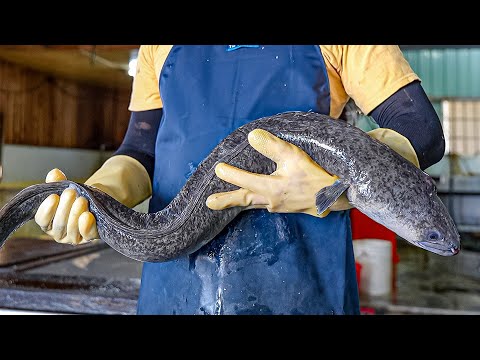 Giant Eel Cutting Skills, Three-cup Eel & Hot Pot / 巨大鰻魚切割, 鰻魚料理 - Taiwanese Food thumbnail