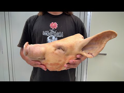 冷凍庫に眠っていた巨頭を処理する thumbnail