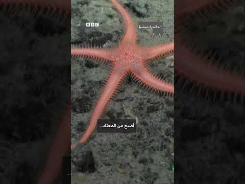 "قرش شبح" و"إسفنجة مفترسة".. اكتشاف كائنات جديدة في أعماق البحار thumbnail