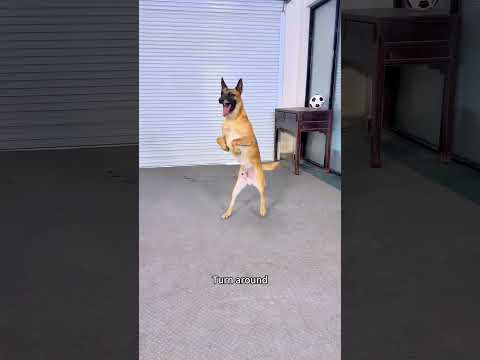 dog coach #dogcoach #dog #dogshorts thumbnail