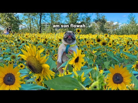 My Dogs Were Feeling Sad So We....... thumbnail