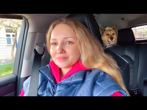 Влог ЕДЕМ ГУЛЯТЬ с собакой Лисичкой !  thumbnail