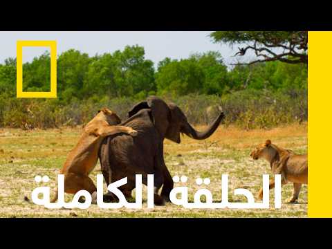 الحلقة الكاملة | الكوكب المعادي: أفريقيا | ناشونال جيوغرافيك أبوظبي thumbnail