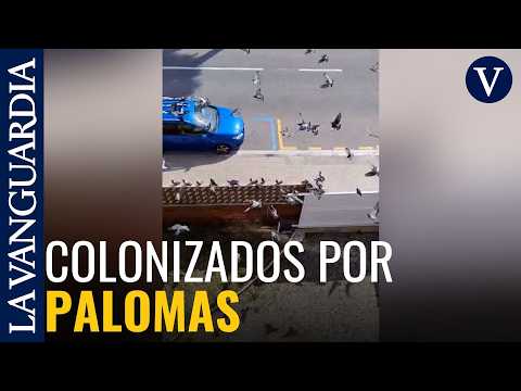 Vivir entre palomas a pie de playa: el sucio día a día de un vecindario de Castelldefels thumbnail