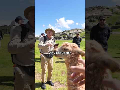 Las Alpacas Escupen? thumbnail