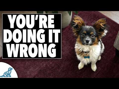STOP Training Your Small Dog Like a Big Dog thumbnail