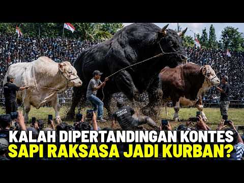 SAPI RAKSASA NGAMUK LAGI!? Deretan Sapi Termahal dan Terbesar Juara Kontes, Kalah Jadi Sapi Kurban? thumbnail