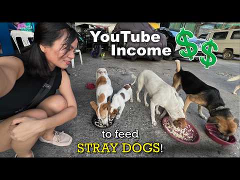 Using my YOUTUBE INCOME to FEED STRAY DOGS (and cats) thumbnail