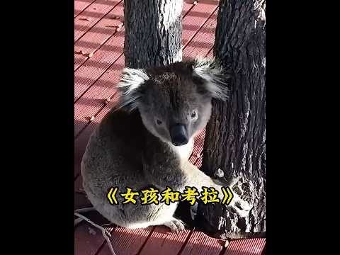小考拉突然闯进院子给屋主吓一跳，原来是只讨水喝的小可爱 #animals thumbnail