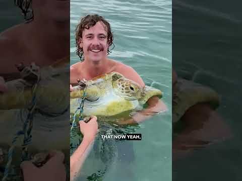 Saving a Sea Turtle - Ozzy Man Reviews thumbnail