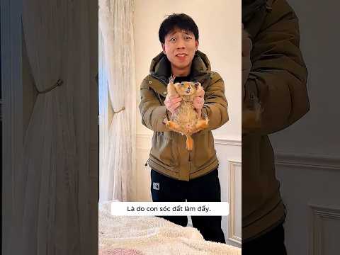 Sóc đất nghịch ngợm xé nát đề thi của tớ! 🐹😱 thumbnail