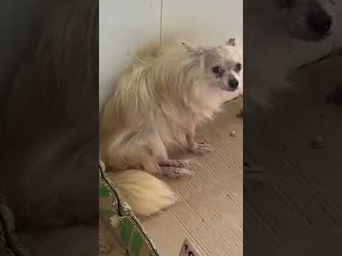 Rescatan a 300 animales de un criadero de Málaga thumbnail