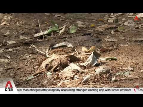 PROTECTING GREEN SPACES: NParks investigates unauthorised clearance of plants thumbnail
