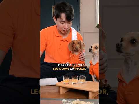 Doggy Fried Rice @itsthecedlife thumbnail