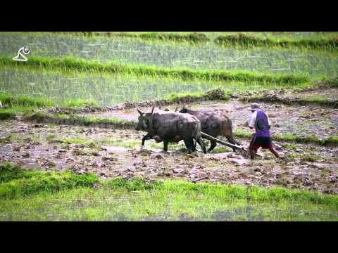 Pokhara Lake, Nepal, View of farmers plowing with ox, farming rice, paddy thumbnail